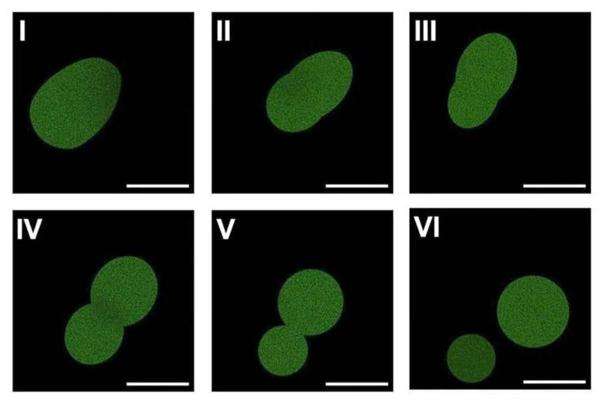 Microscopía fluorescente que muestra una célula sintética SpudCell en pleno proceso de división. Crédito: Kate Adamala, Laboratorio Adamala Microscopía fluorescente que muestra una célula sintética SpudCell en pleno proceso de división. Crédito: Kate Adamala, Laboratorio Adamala