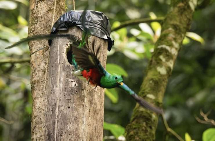 El Quetzal: el ave nacional de Guatemala que lucha por sobrevivir El Quetzal: el ave nacional de Guatemala que lucha por sobrevivir